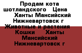 Продам кота шотландского › Цена ­ 800 - Ханты-Мансийский, Нижневартовск г. Животные и растения » Кошки   . Ханты-Мансийский,Нижневартовск г.